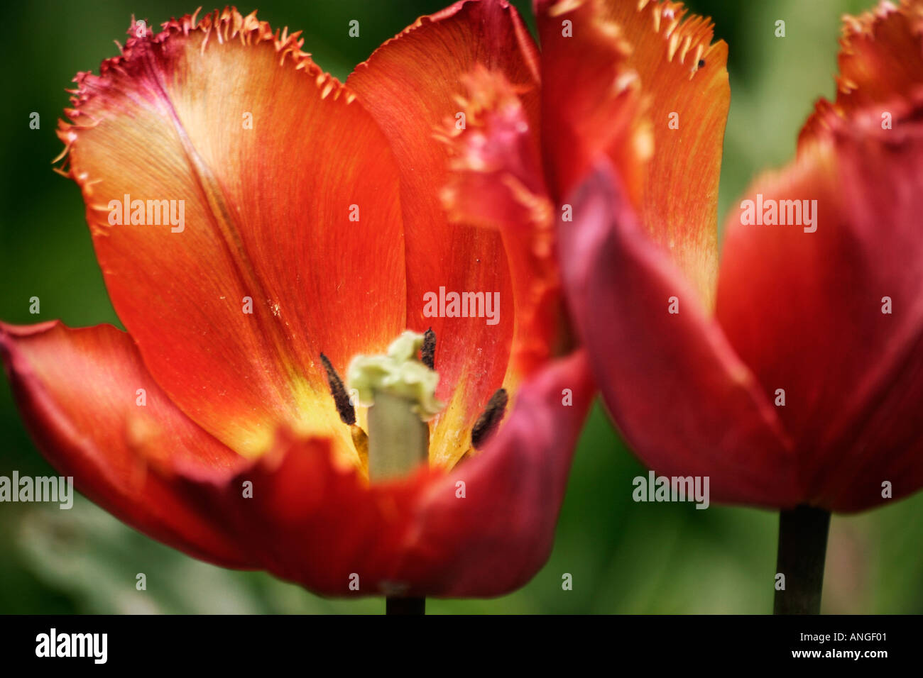 Red wild tulip hi-res stock photography and images - Alamy