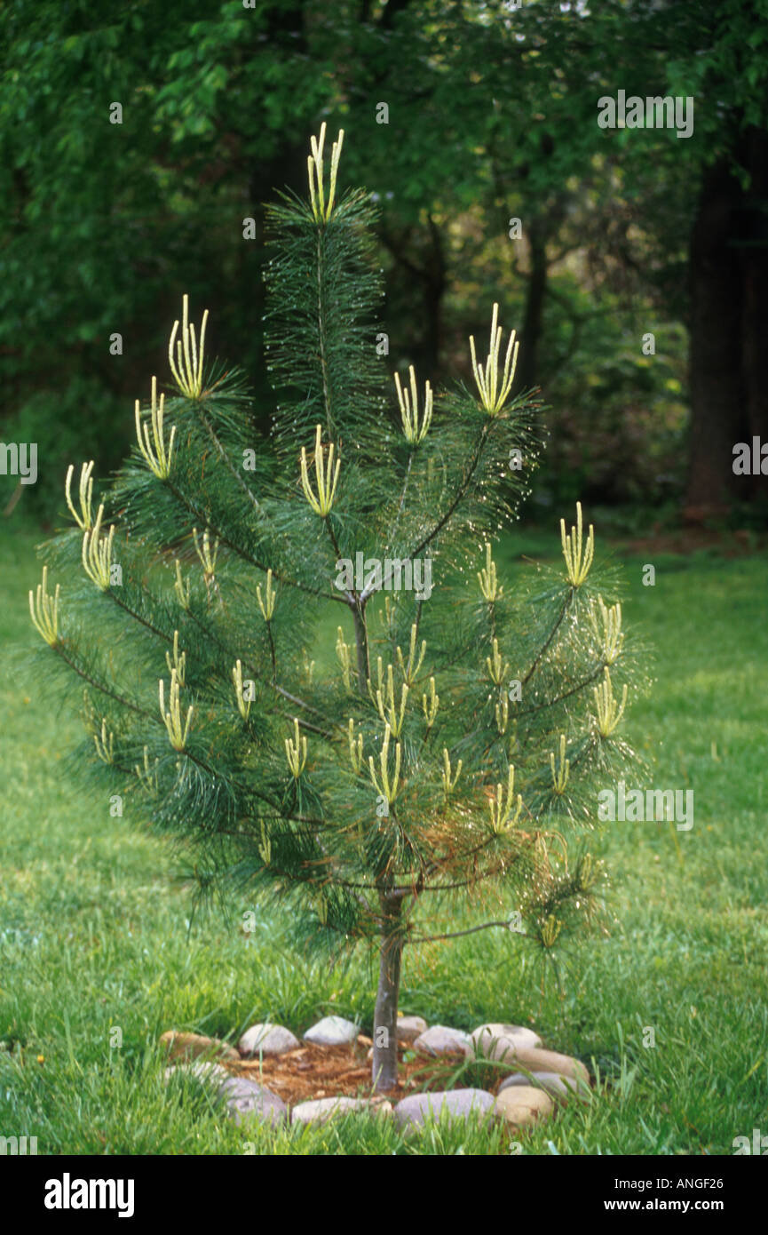 New Growth on Pine Tree Stock Photo Alamy