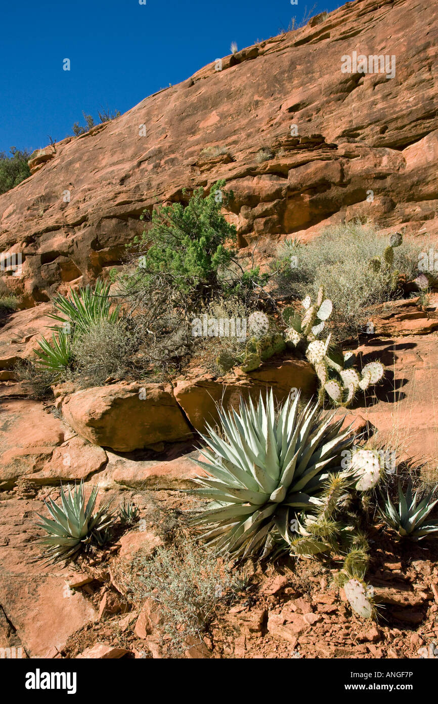 Desert plants growing on red sandstone Sedona Arizona Stock Photo
