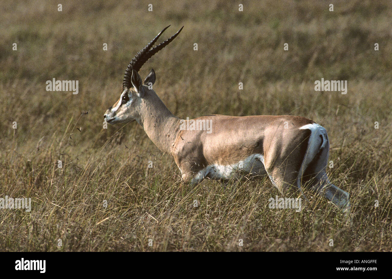 Gazelle on savannah hi-res stock photography and images - Alamy