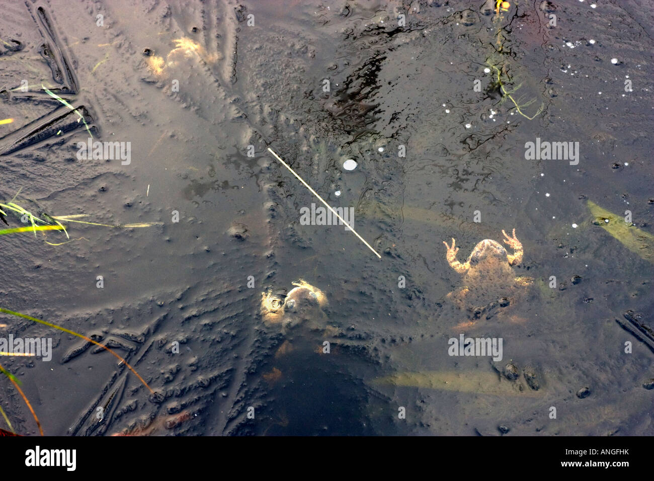 Frogs frozen in the ice on a pond Stock Photo Alamy