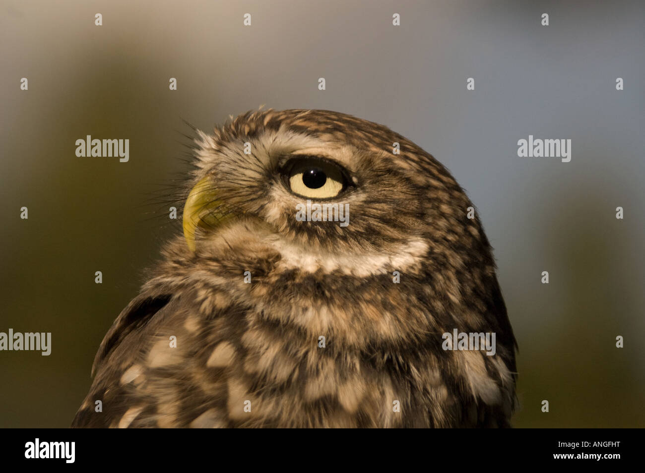 Little Owl Stock Photo