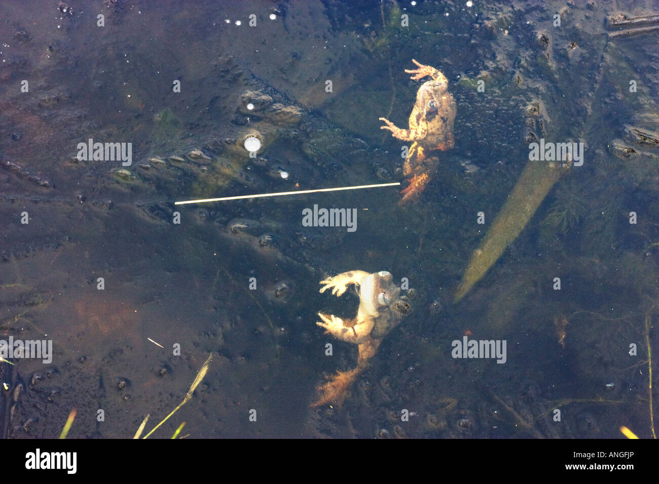 Frogs frozen in the ice on a pond Stock Photo Alamy