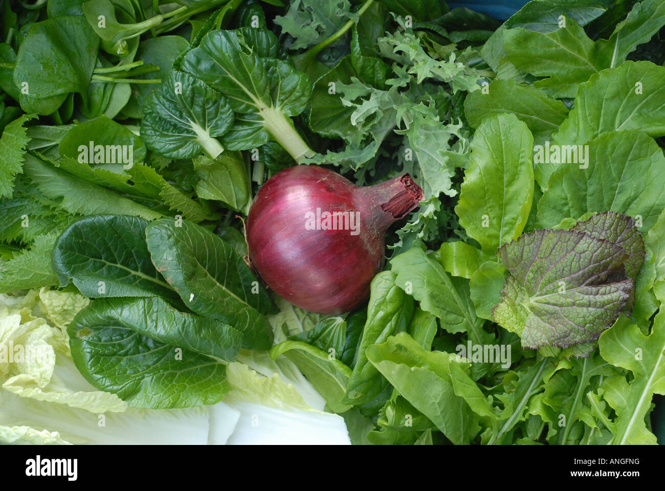 Know Your Onions High Resolution Stock Photography and Images - Alamy