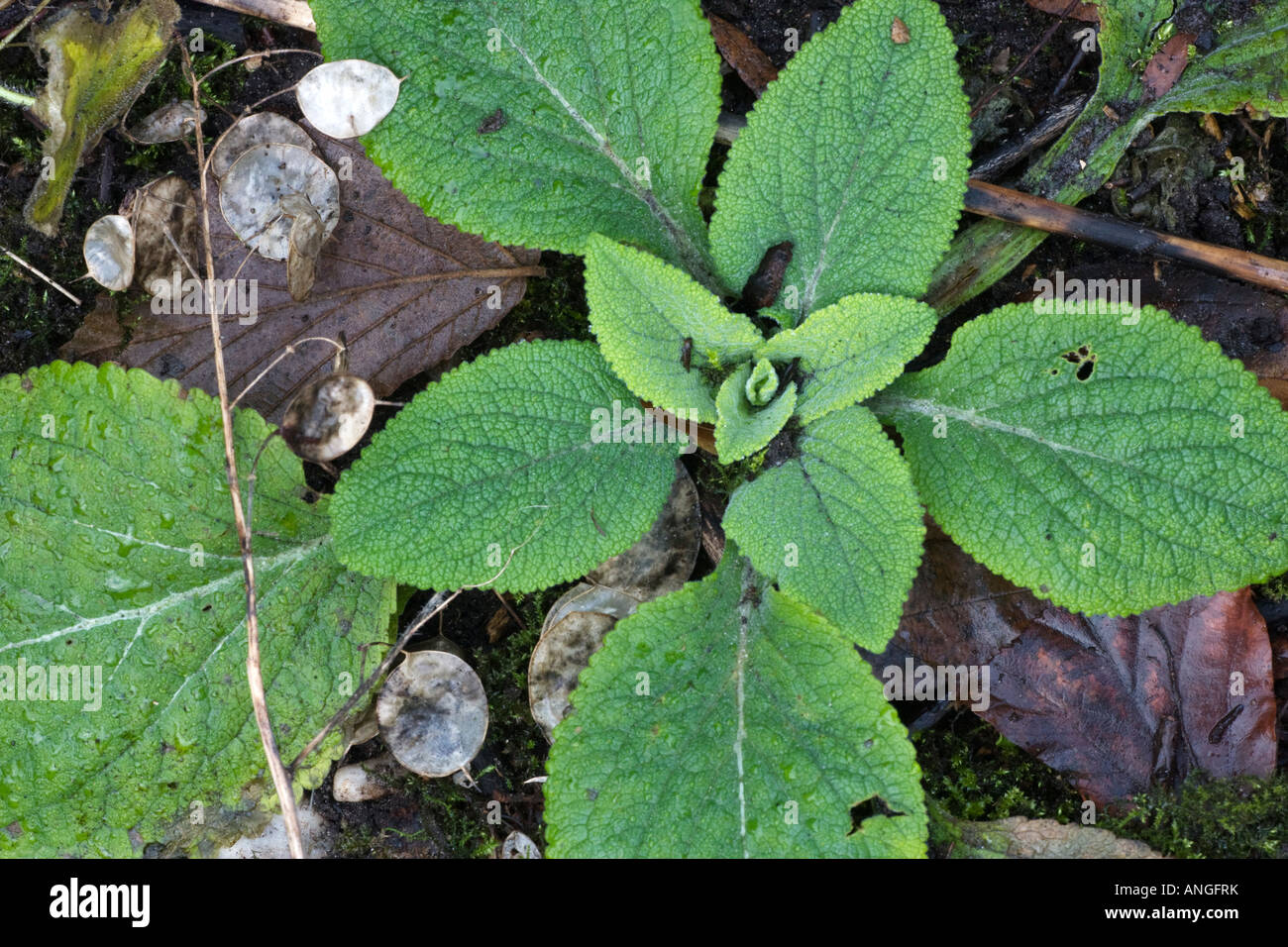 Rosette of foxglove leaves, Digitalis purpurea Stock Photo