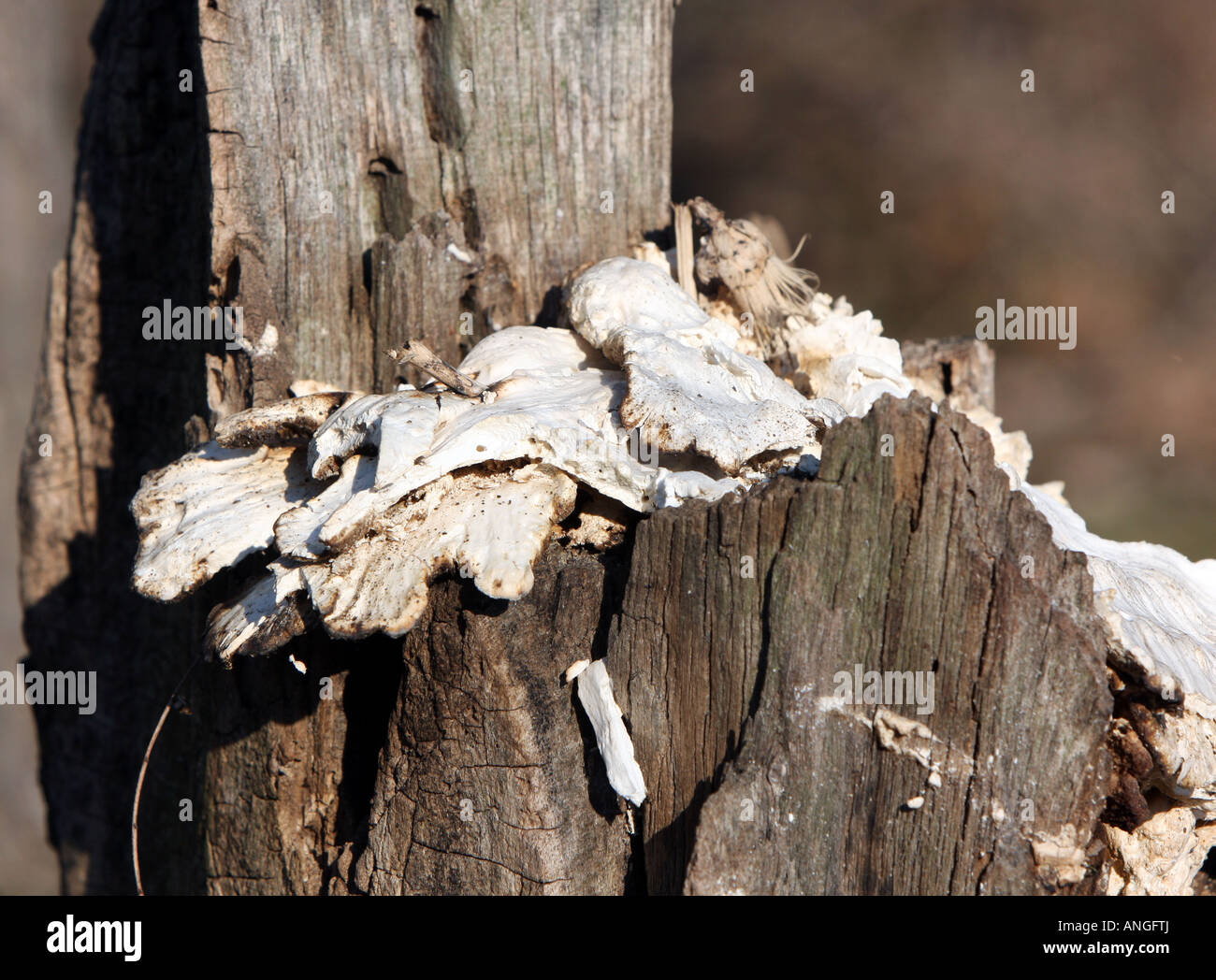 Tree Mold High Resolution Stock Photography and Images Alamy
