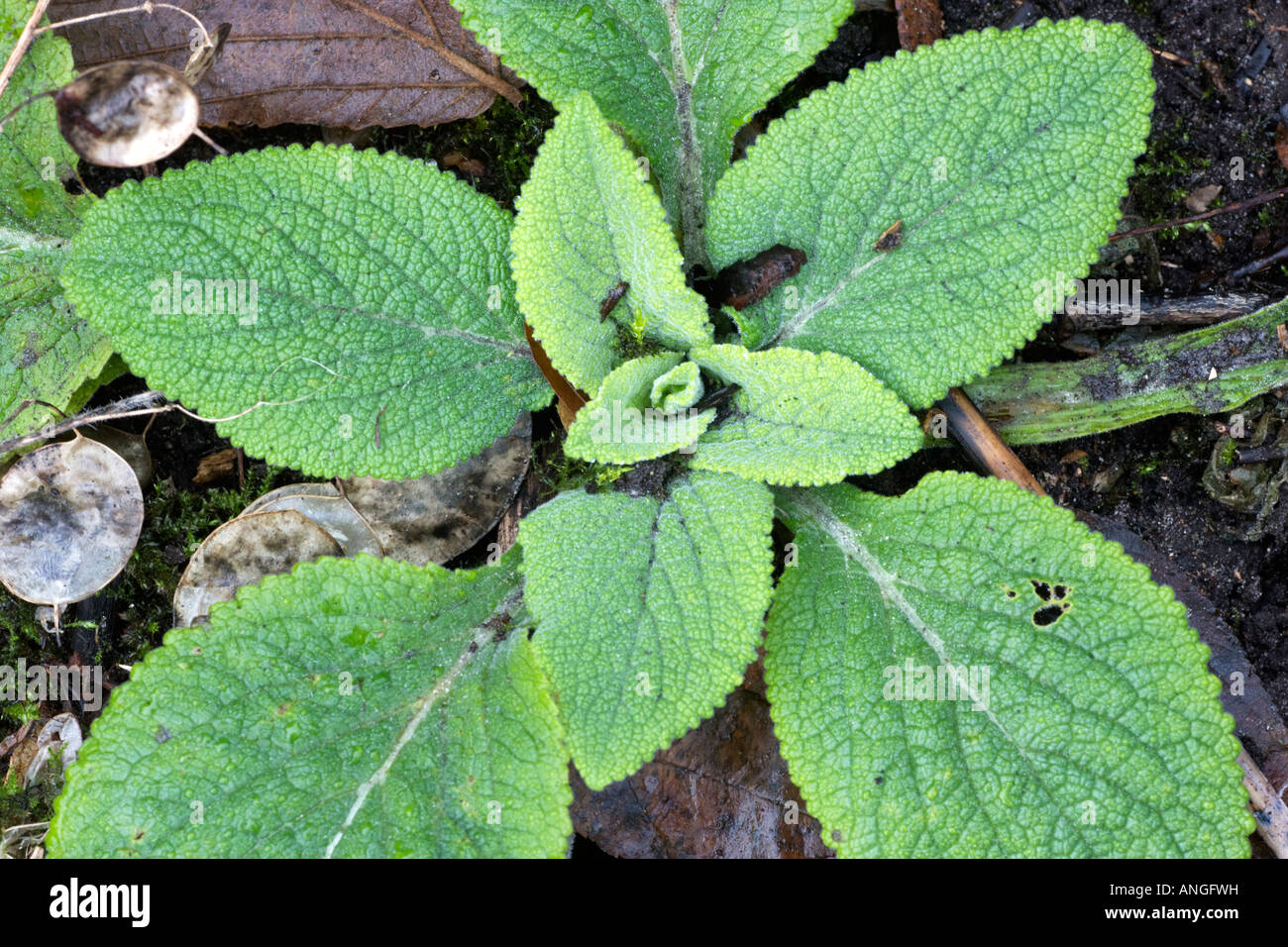 Rosette of foxglove leaves, Digitalis purpurea Stock Photo