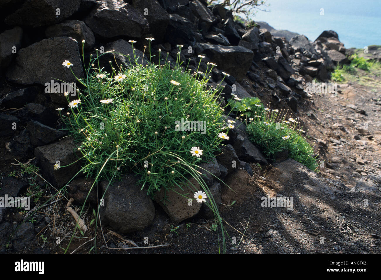 Marguerite (Argyranthemum frutescens), Tamadaba Nature Reserve, Gran Canaria, Spain Stock Photo