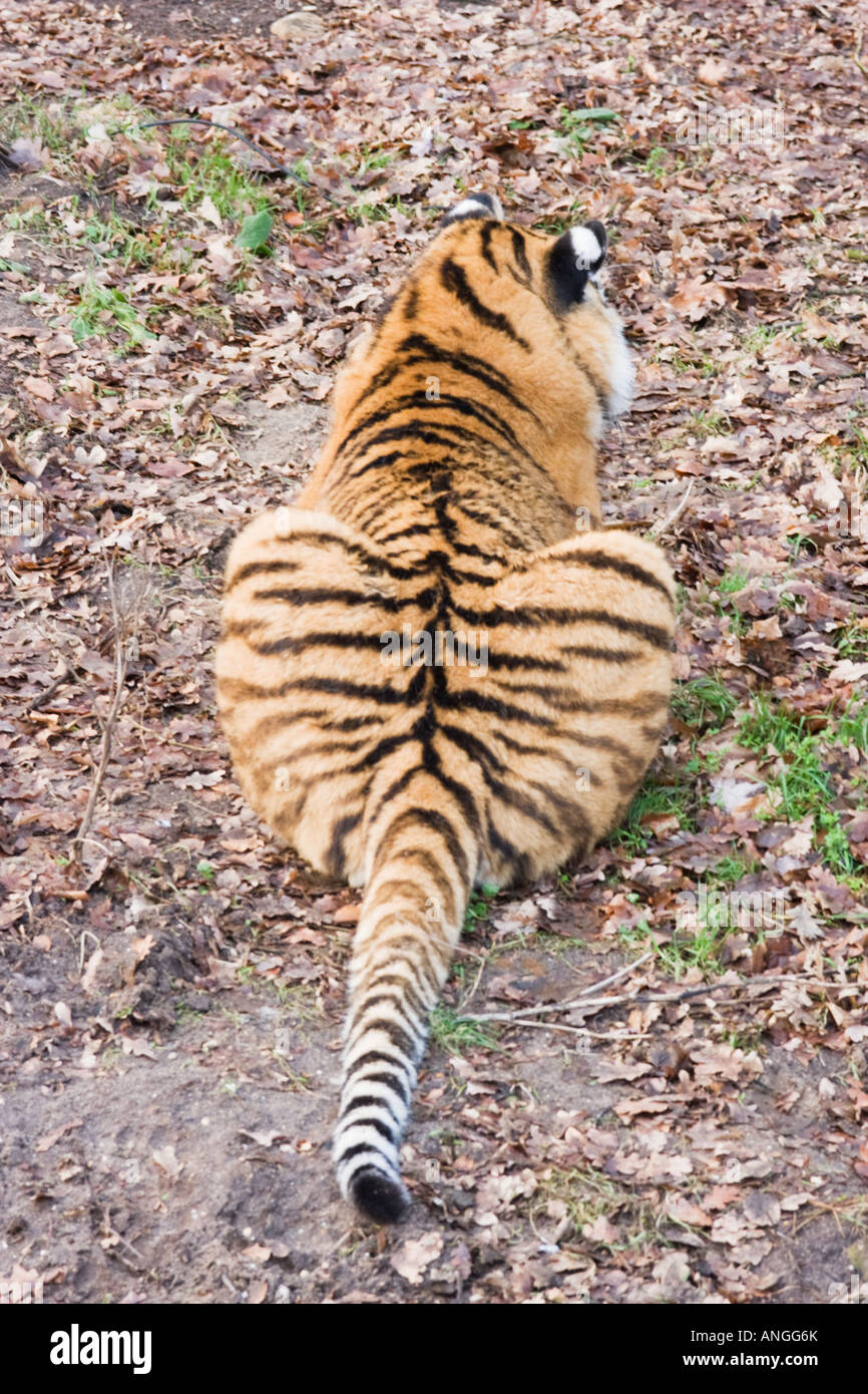 Siberian Tiger, Panthera Tigris Altaica, Seen On The Back Stock Photo 