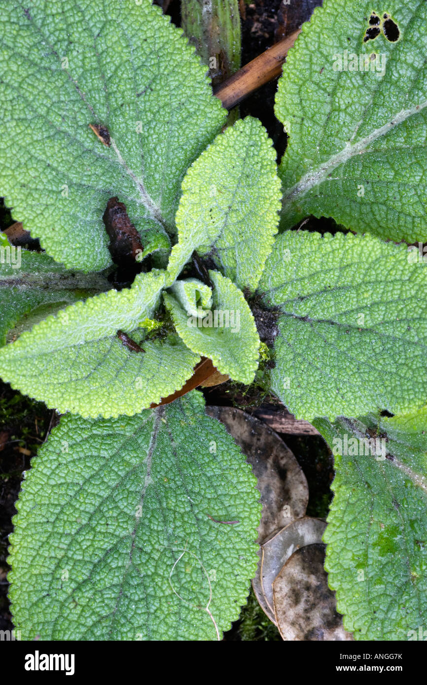 Rosette of foxglove leaves, Digitalis purpurea Stock Photo Alamy