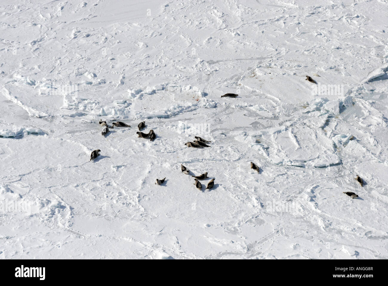 Birds perched on snow covered sea Stock Photo