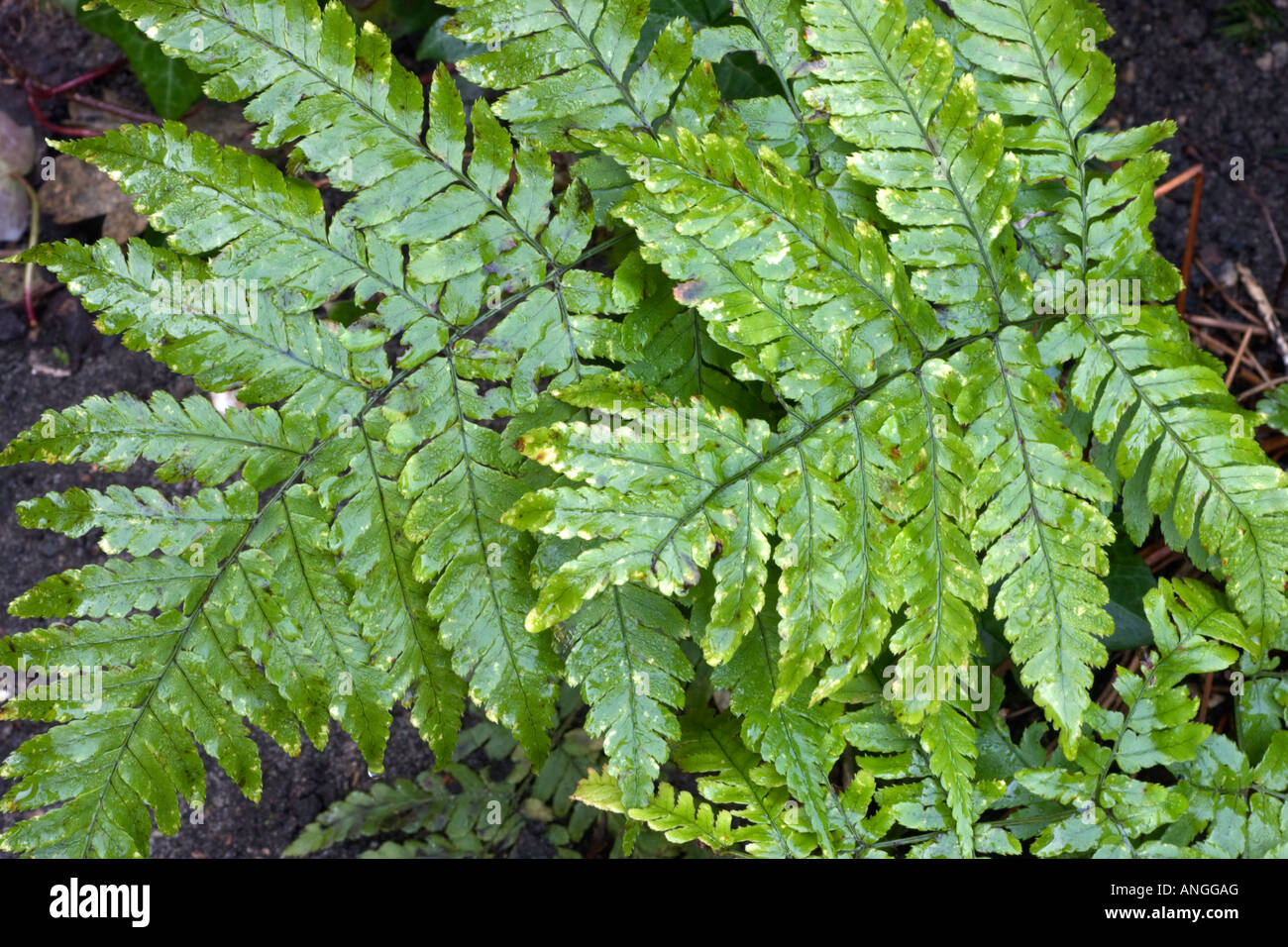 Wood fern, dryopteris sp Stock Photo Alamy