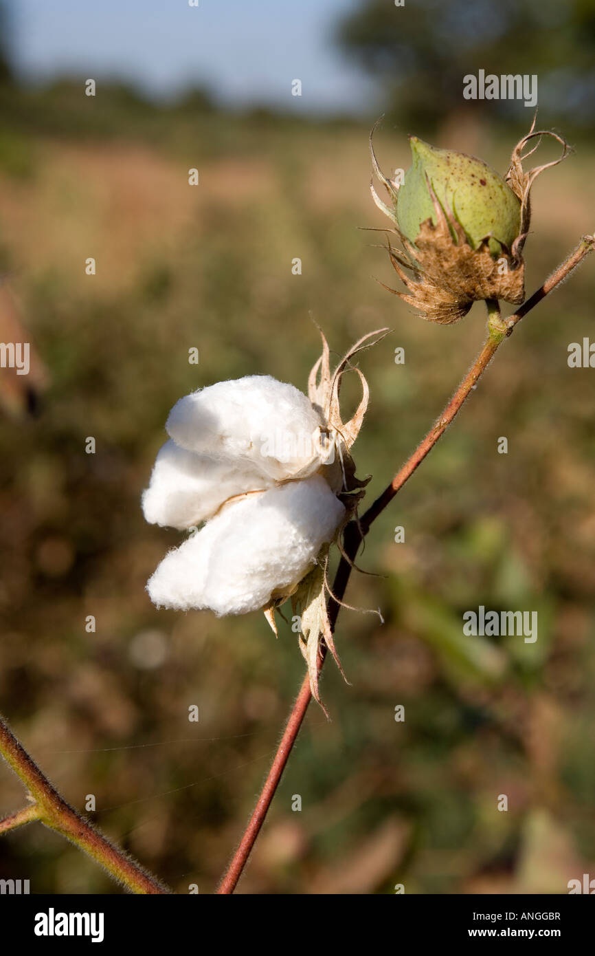 Fairtrade cotton Mali Stock Photo Alamy