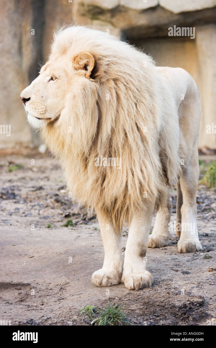 White male lion, Panthera leo, standing up Stock Photo