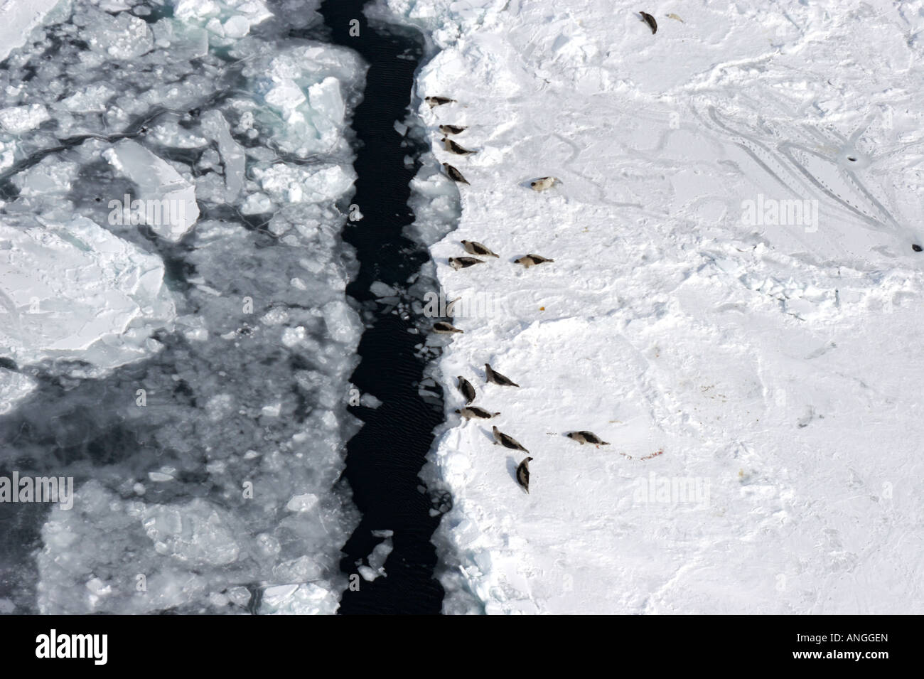 Birds perched on snow covered sea Stock Photo