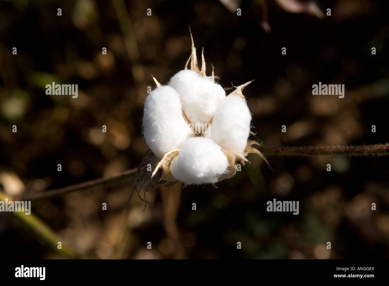 Fairtrade cotton Mali Stock Photo Alamy