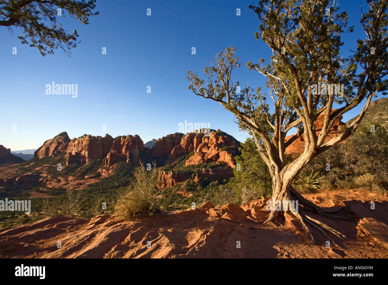 Schnebly Hill Vista Sedona Arizona and Juniper Tree Stock Photo Alamy