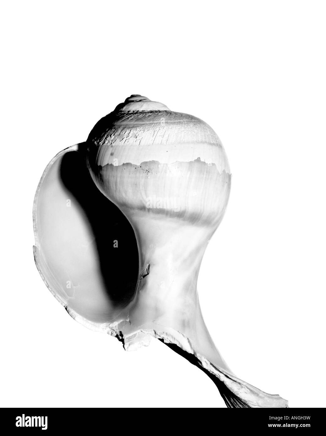 Shelling Cut Out Stock Images & Pictures Alamy