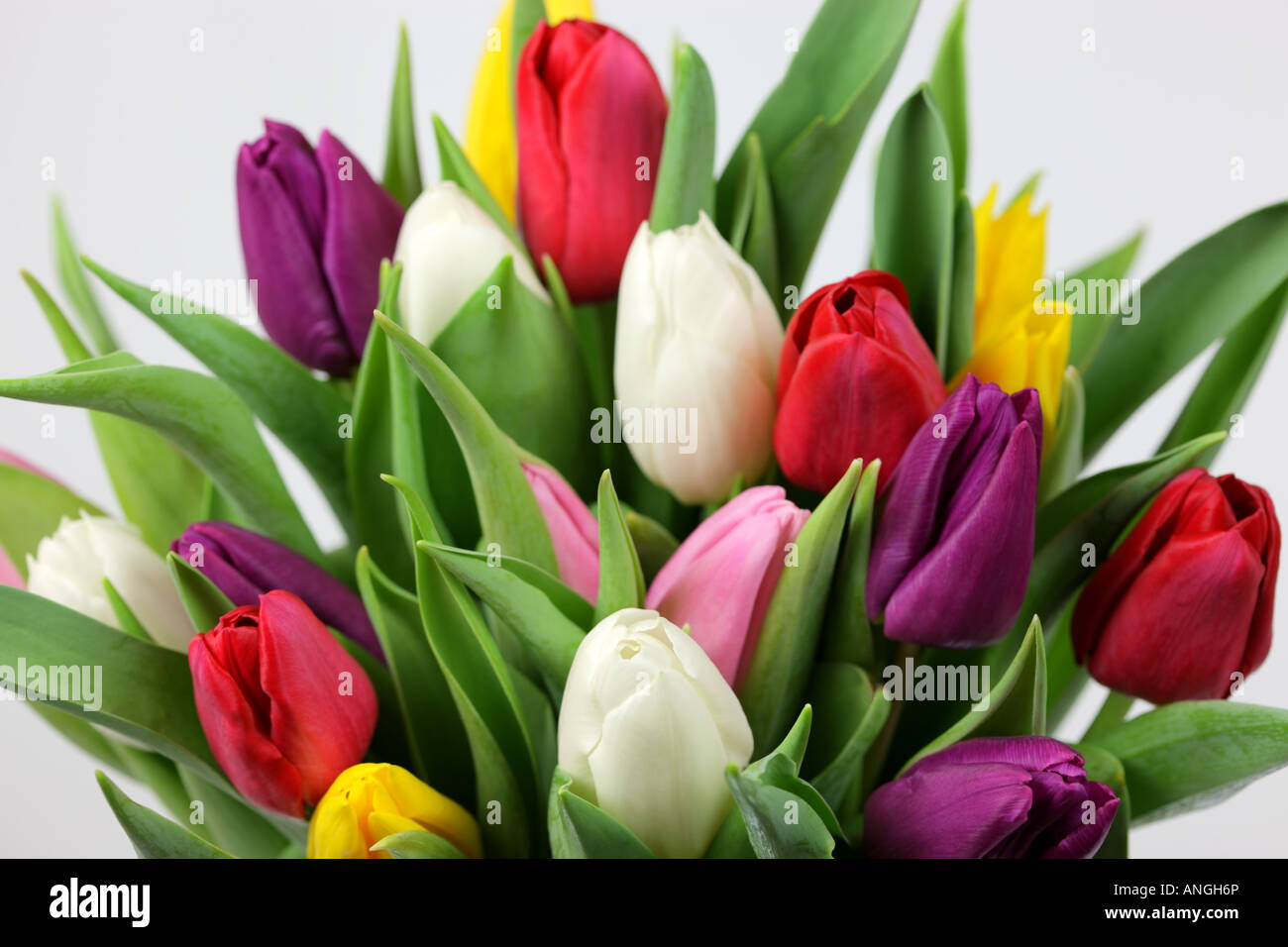 A bunch of tulips shot in the studio Stock Photo - Alamy
