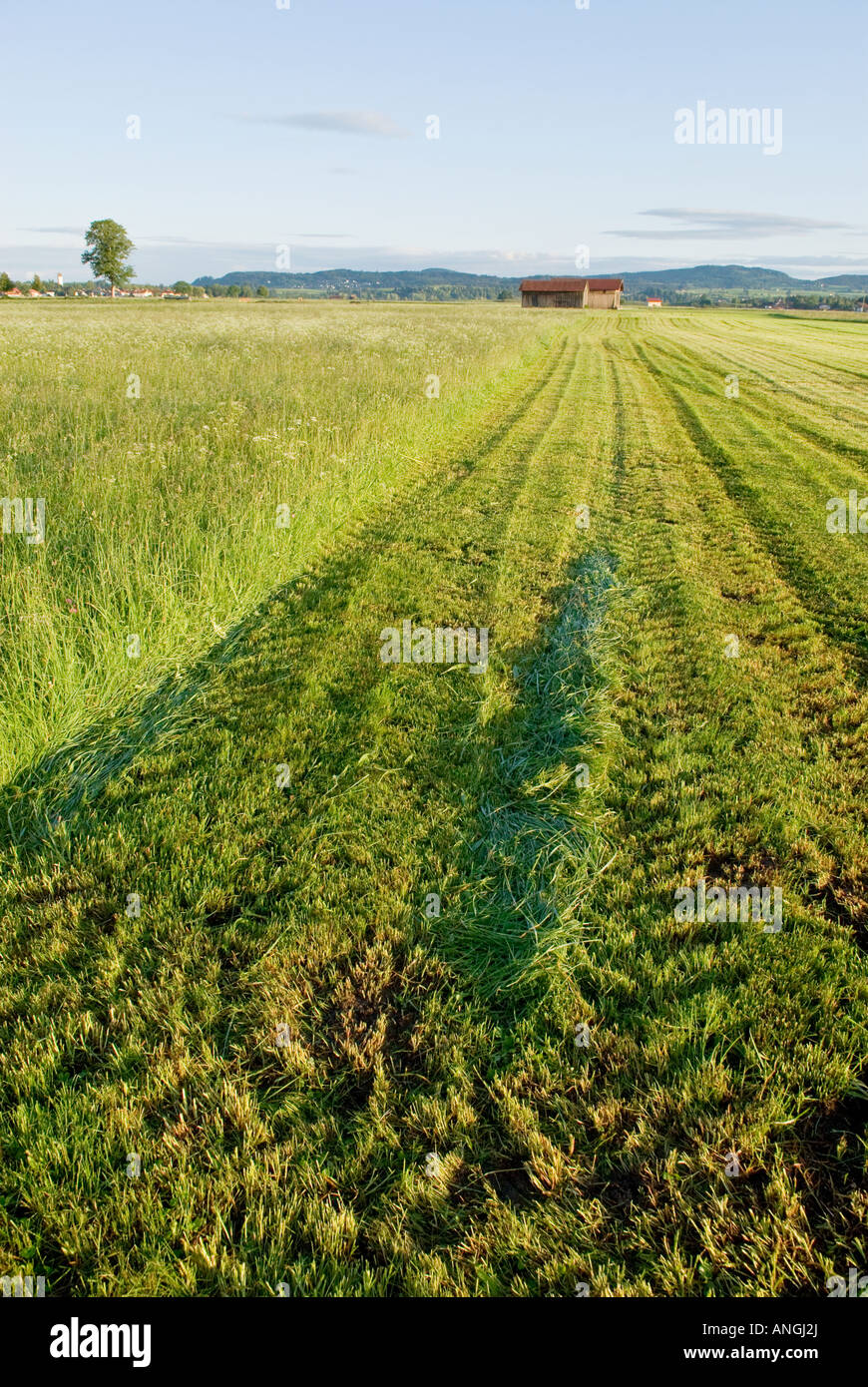 Freshly cut grass in farm field near Schwangau in the Allgaeu region of ...