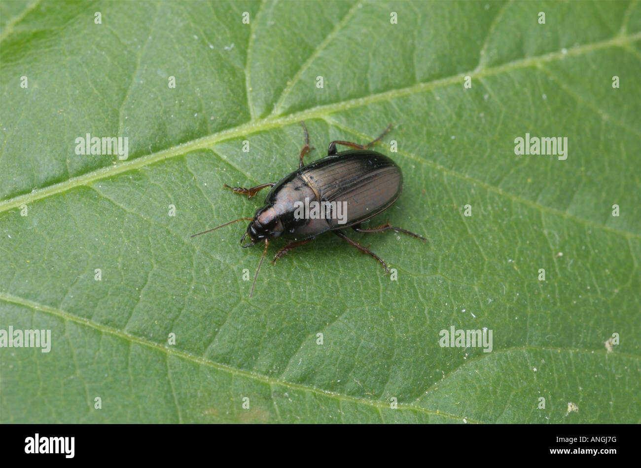 Black ground beetle on a leaf Amara sp Stock Photo
