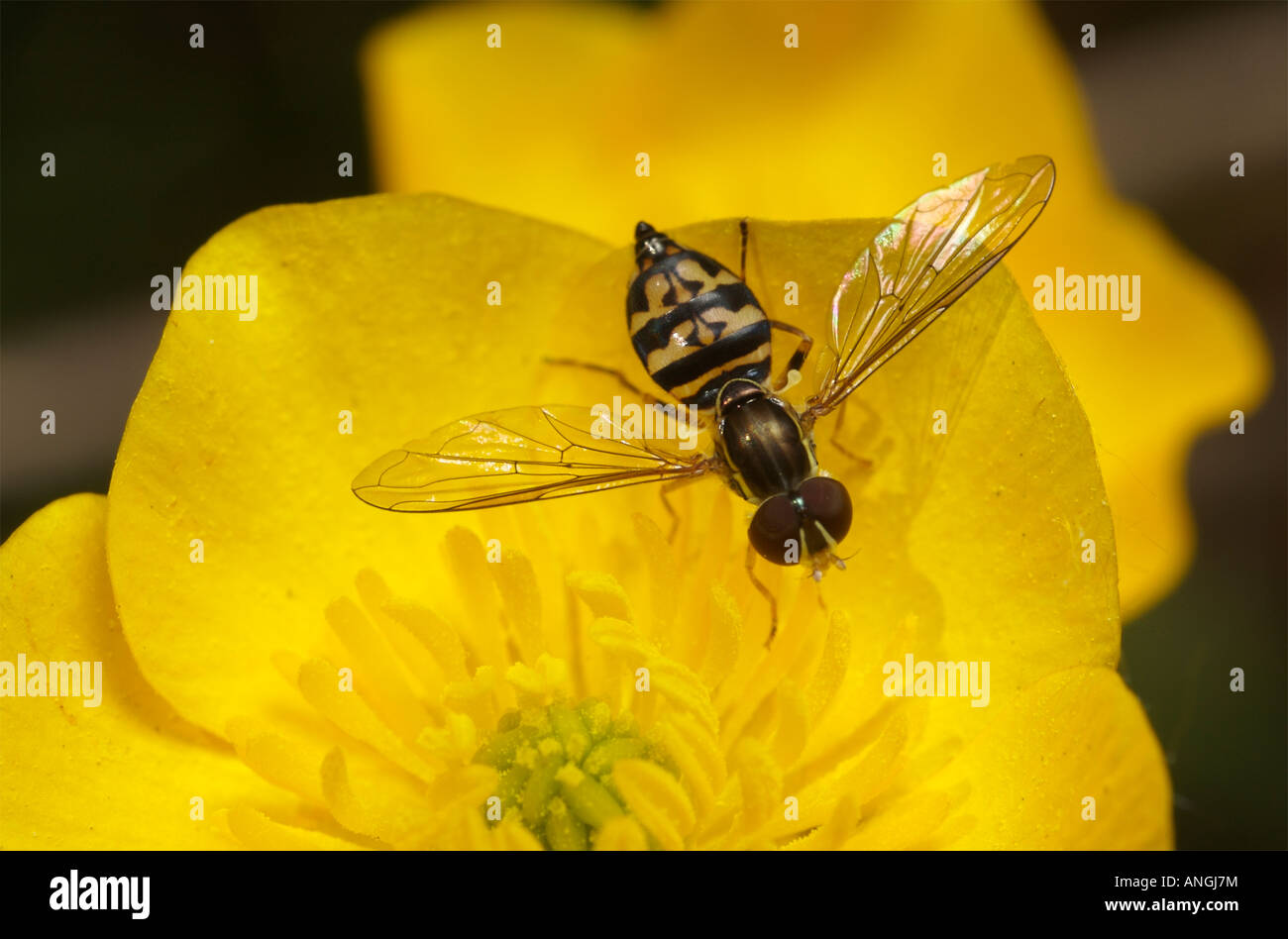 Germinating fly Toxomerus geminatus syrphid fly on a yellow flower. Stock Photo