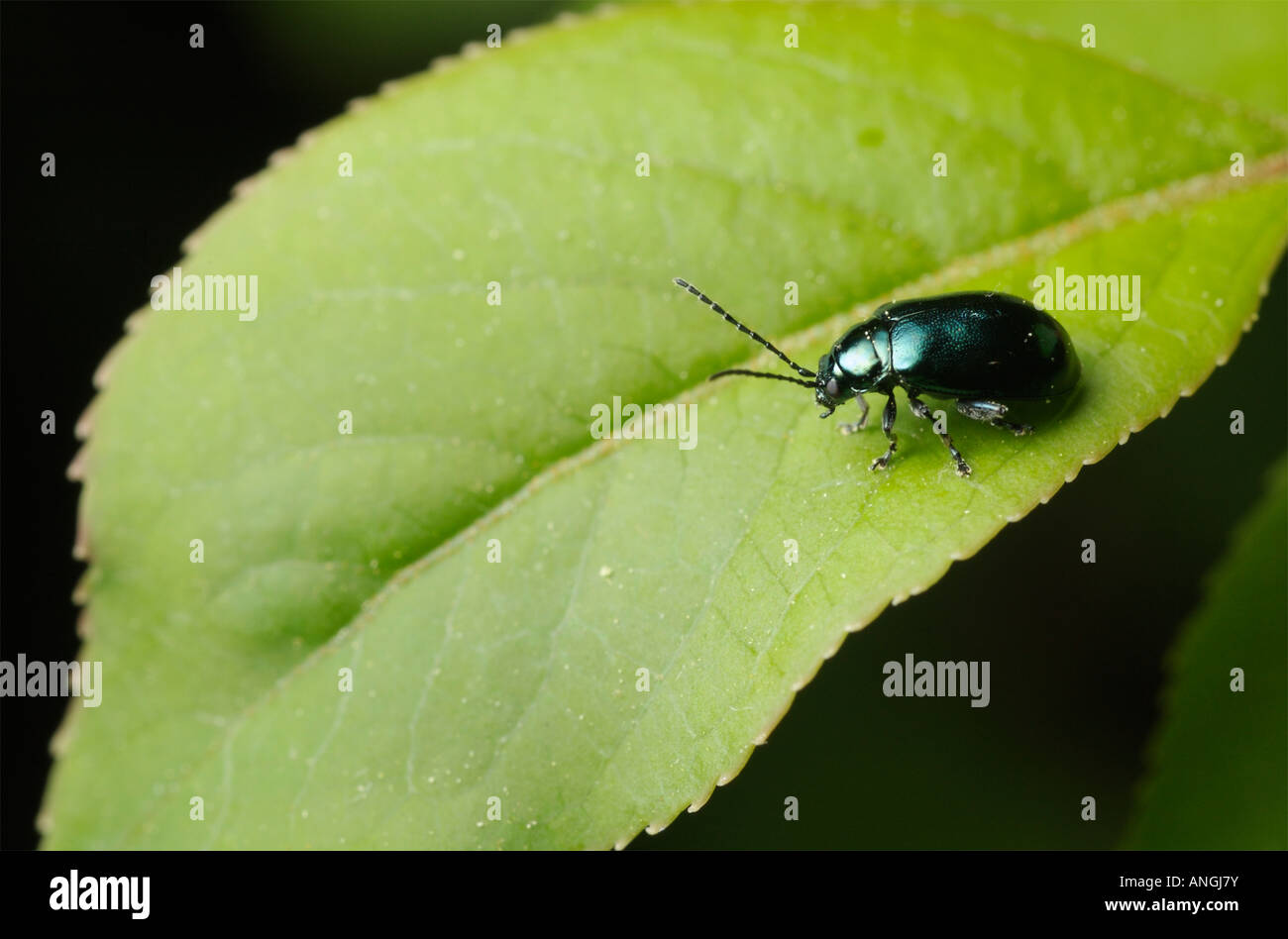 Skeletonizing leaf beetle Altica sp on a leaf Stock Photo