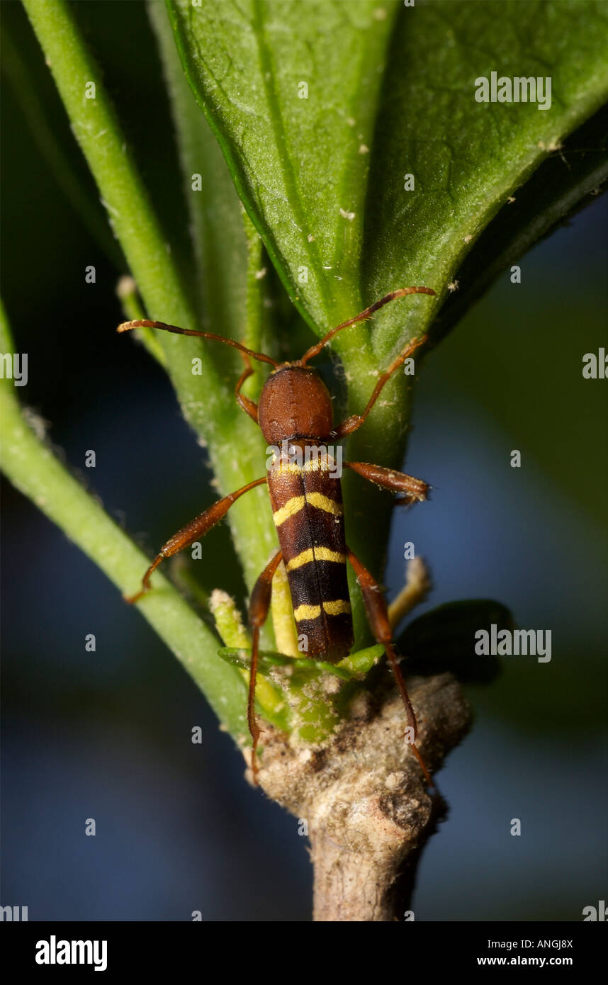 Red Headed Ash Borer beetle. Neoclytus acuminatus Stock Photo
