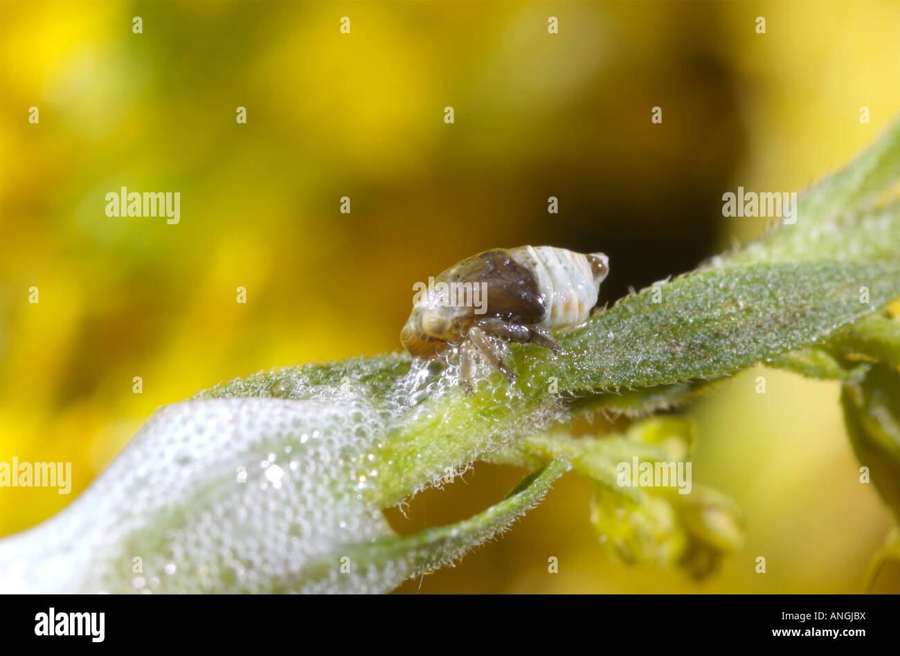 Spittle bug nymph Cercopidae on a goldenrod plant near a spit like foam that it secretes for protection . Stock Photo