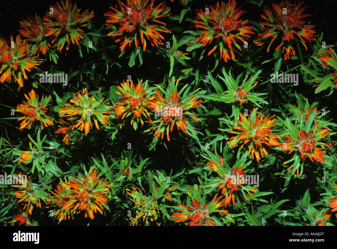 Indian Paintbrush, Glacier National Park, Montana USA Stock Photo Alamy