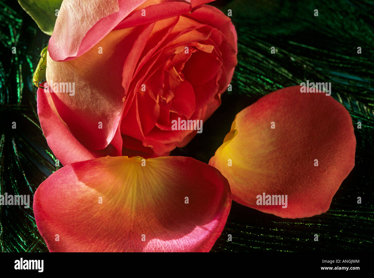 Rose and petals on top of peacock feathers Stock Photo Alamy