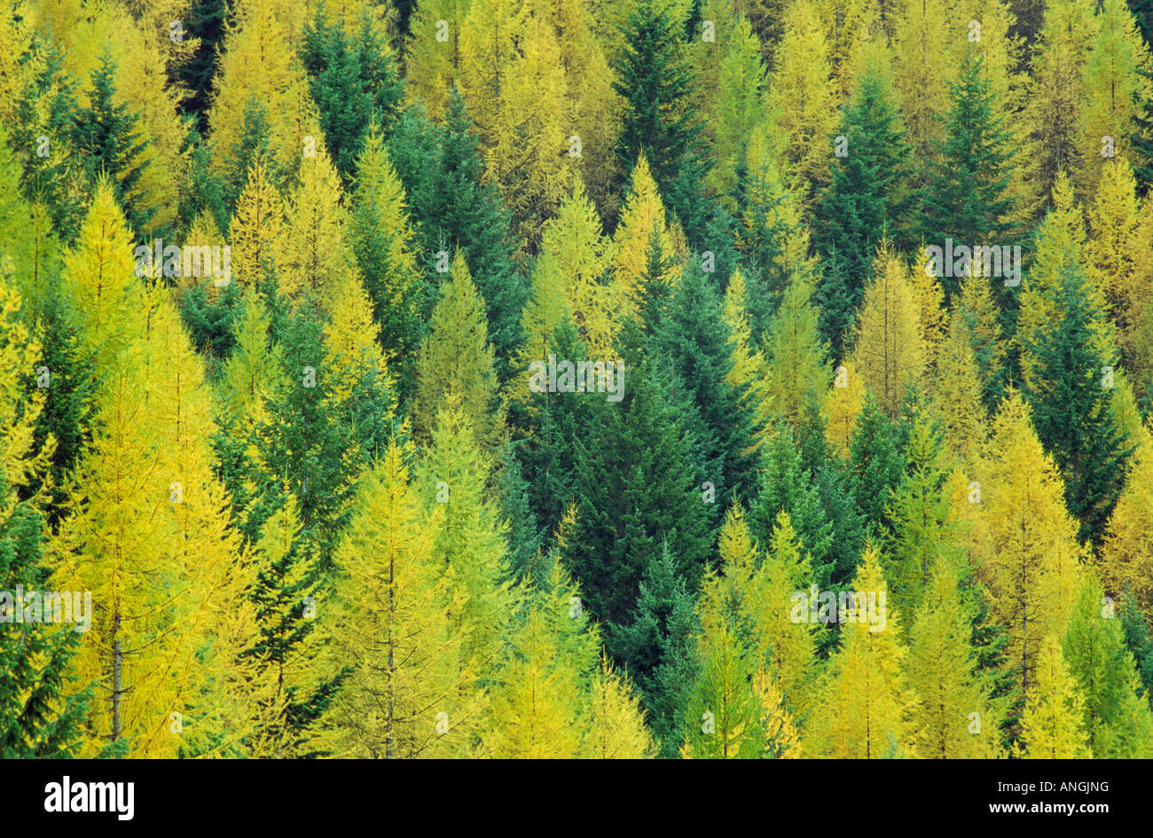 Hungry Horse, Montana High Resolution Stock Photography and Images Alamy