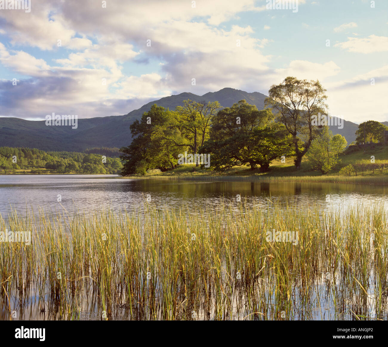 Ben Venue and Loch Achray, the Trossachs, near Callander, Stirling, Scotland, UK Stock Photo Alamy Ben Venue and Loch Achray, the Trossachs, near Callander, Stirling, Scotland, UK Stock Photo Alamy