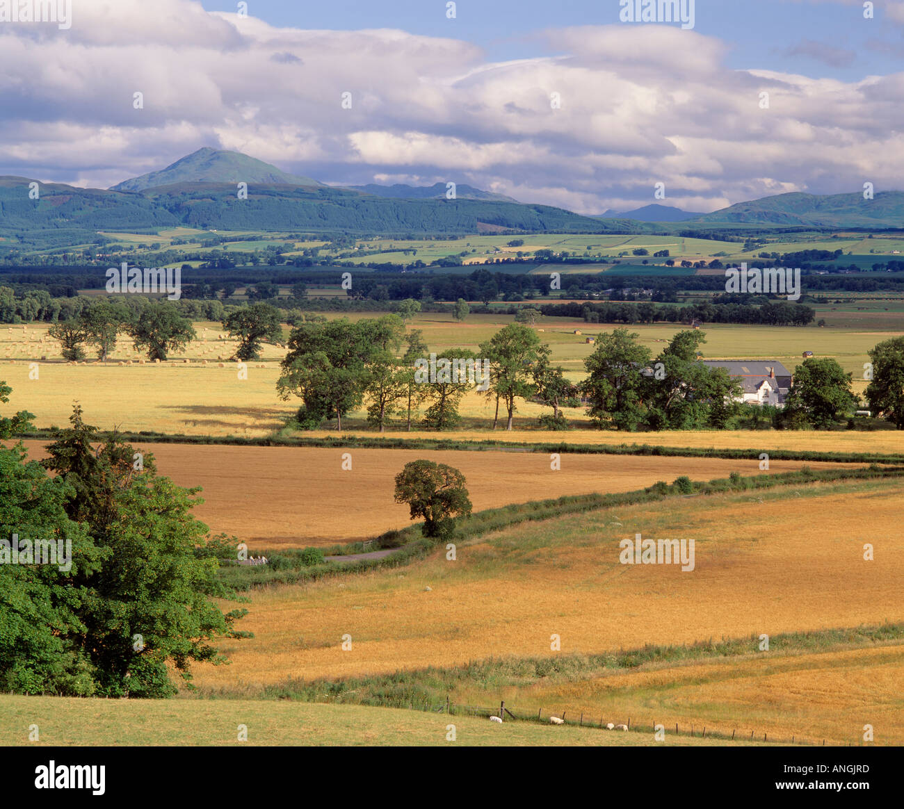 Flanders Moss, Stirling, Scotland, UK. View from Kippen across the Moss to Ben Ledi Stock Photo