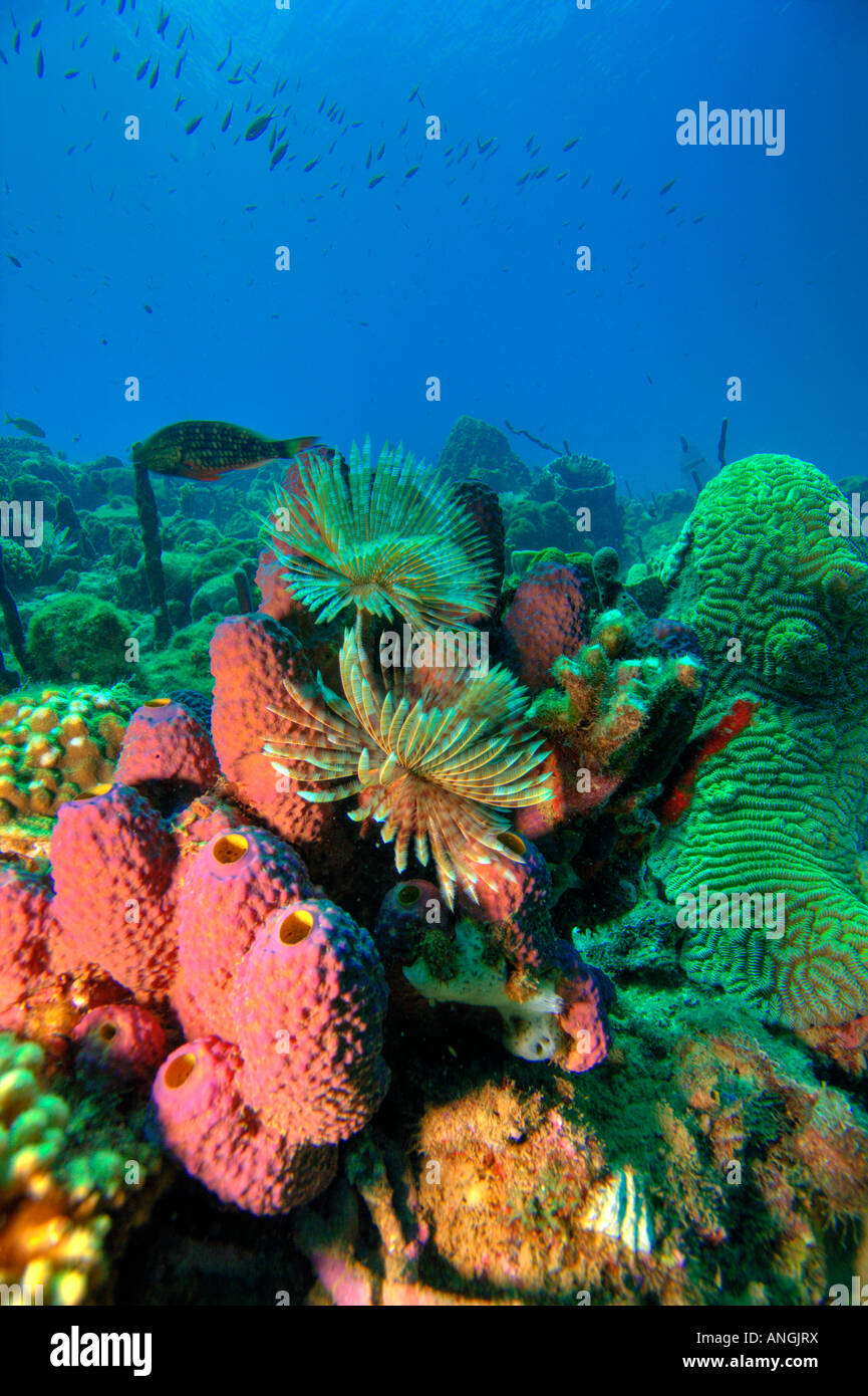Underwater Coral reef scene Stock Photo - Alamy