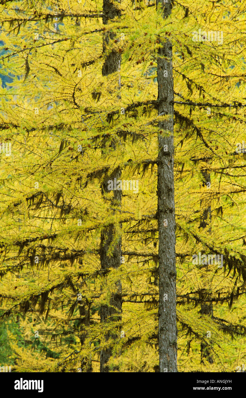 Larix Fall Western larch(Larix occidentalis) or tamaracks in fall color, Glacier ...