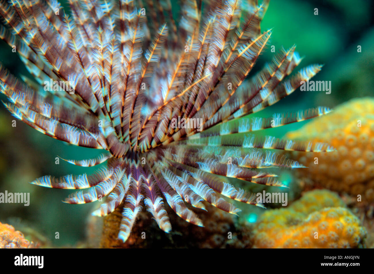 magnificent feather Stock Photo