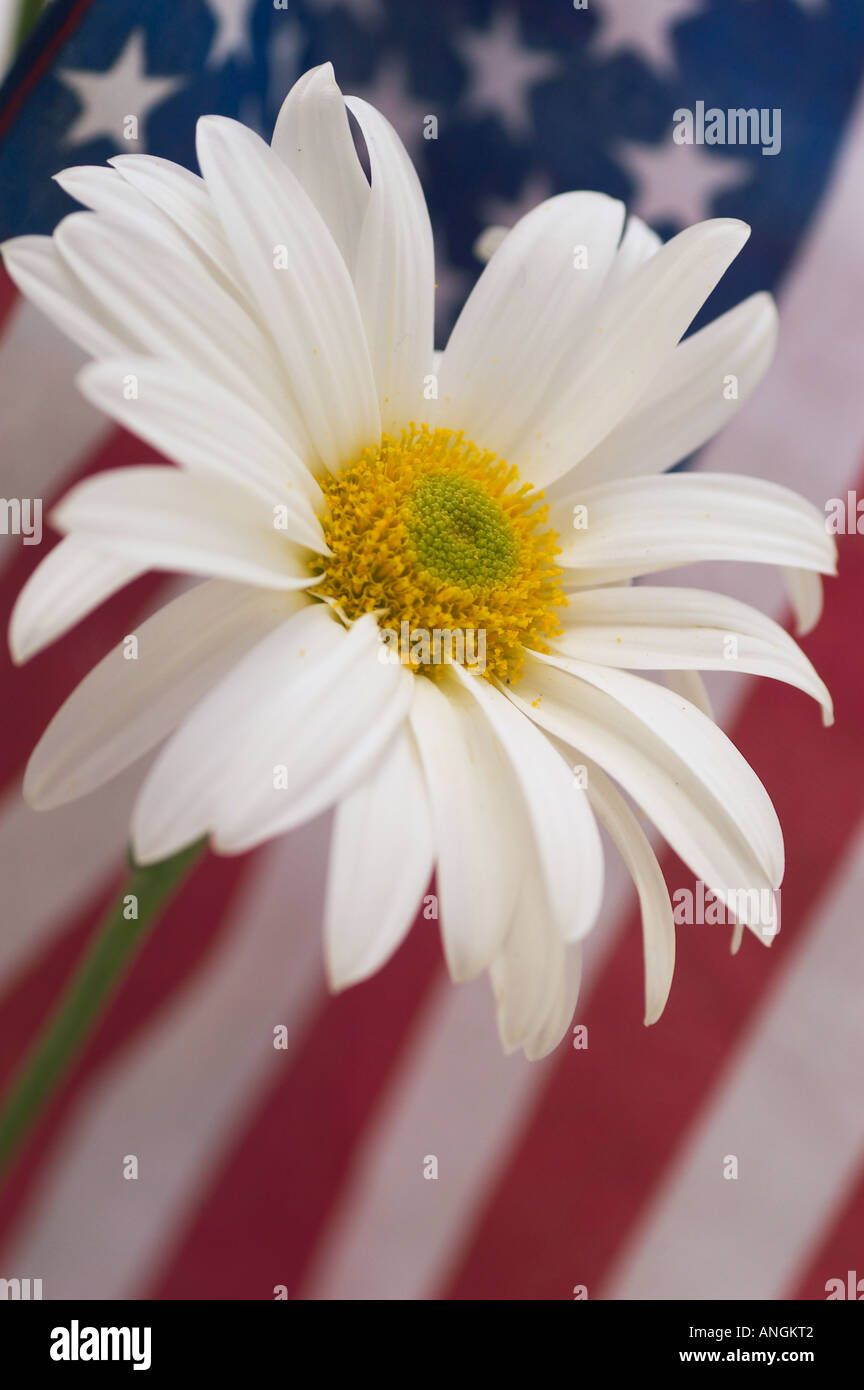 Memorial Day flower Stock Photo Alamy