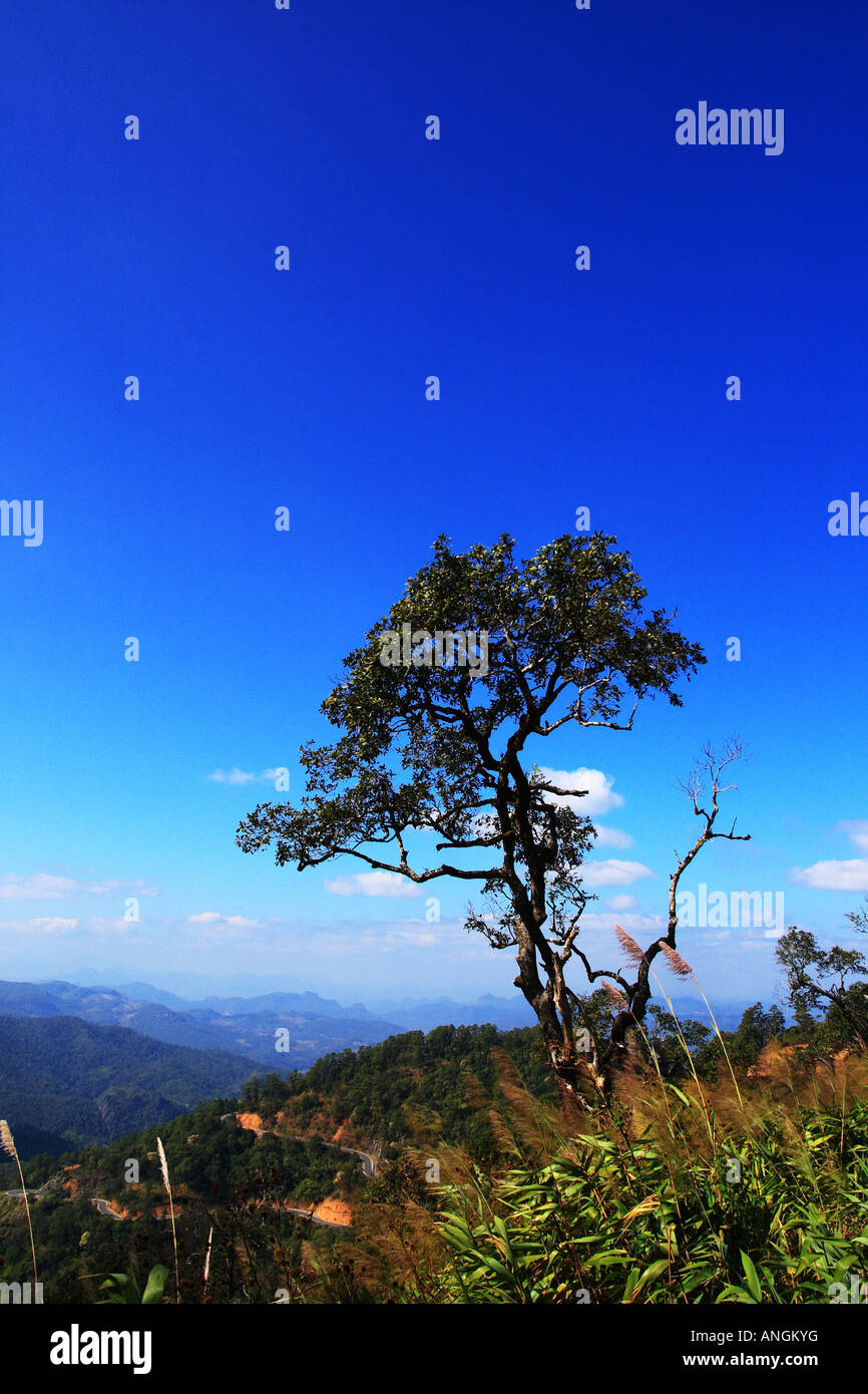 Top mountain stand the lone tree in the blue sky of Mae Hong Son