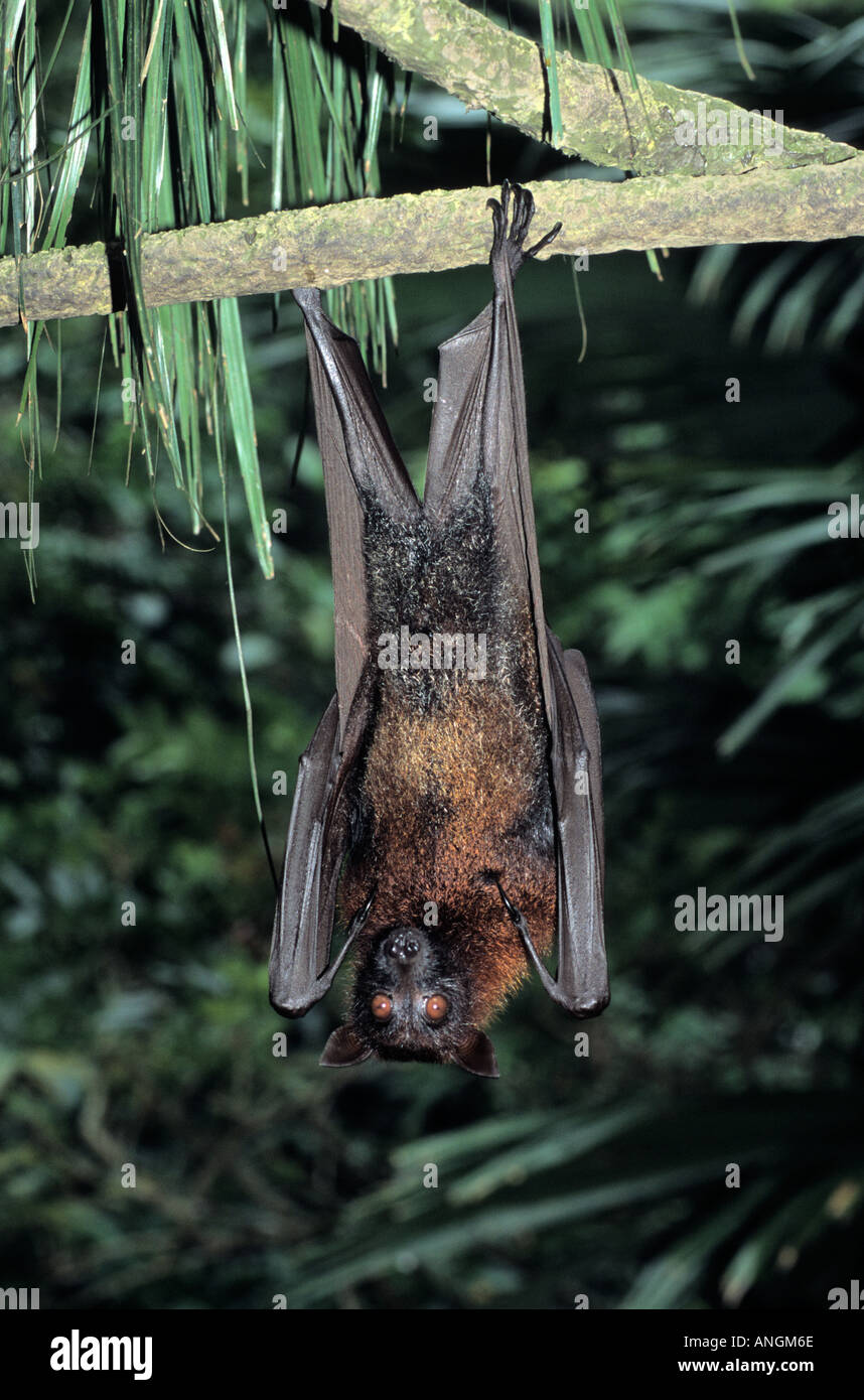 Malaysian flying fox or large fruit bat (Pteropus vampyrus) Southeast Asia. Captive Stock Photo