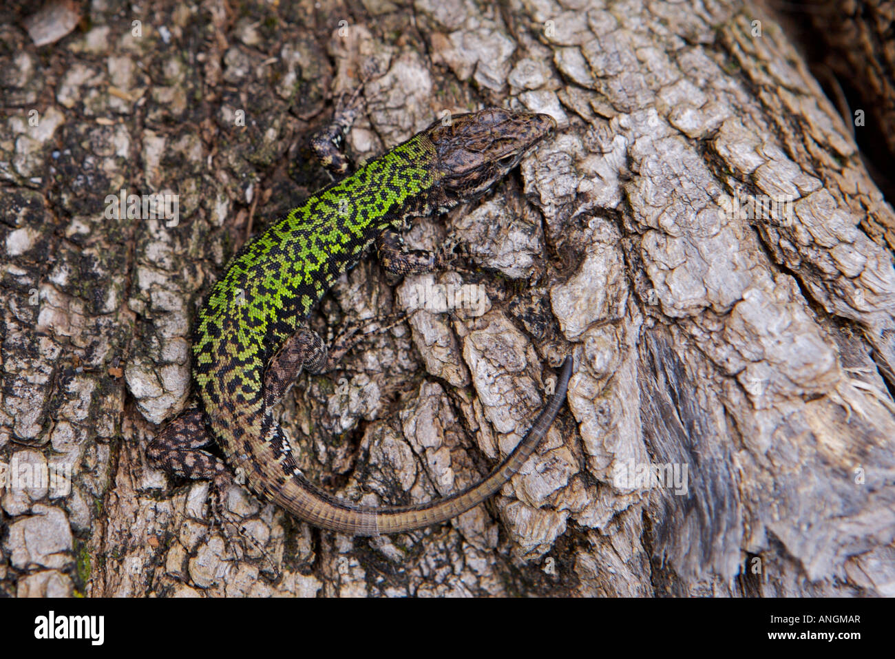 Lizard on a wood pile in the Village of Lucchio,Tuscany, Toscana, Italy, Europe. Stock Photo