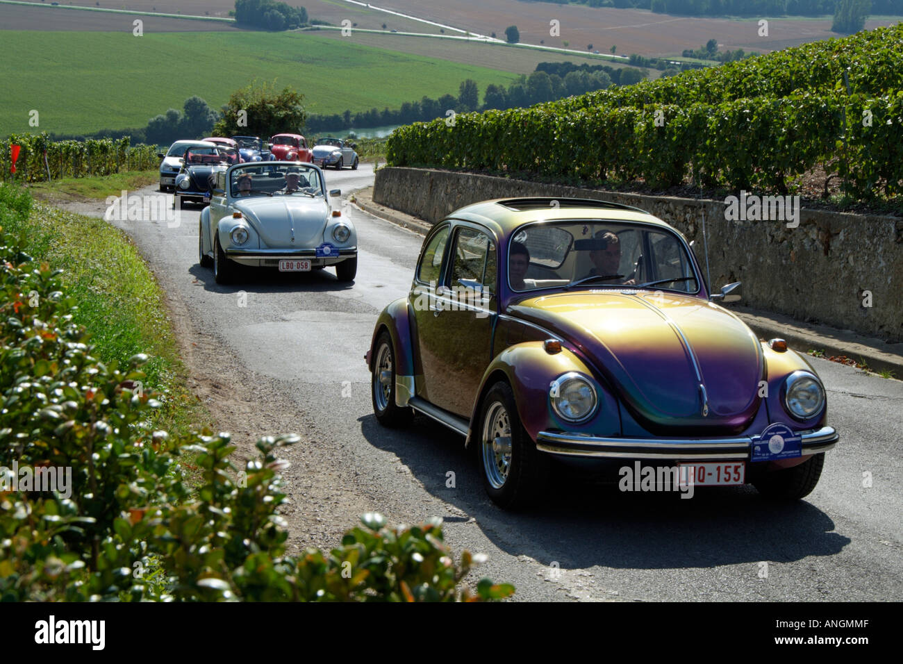 VW Beetle classic cars on tour in the Champagne region of France Europe EU Stock Photo