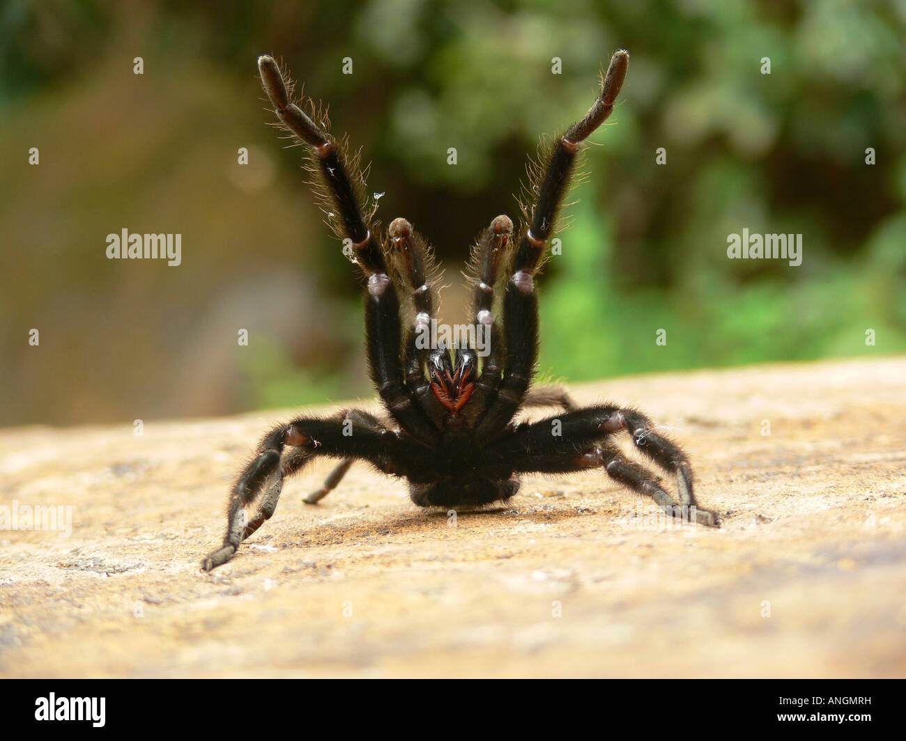 Mygalomorph Spider, Araneae, Dipluridae, at Goa, India. Stock Photo