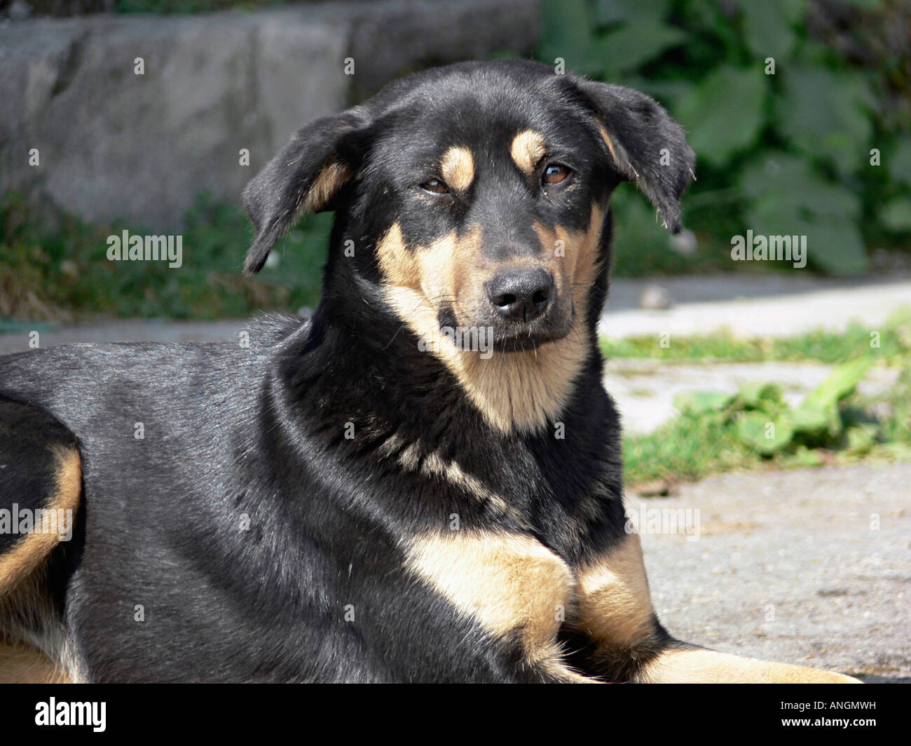 Himalayan shepherd hotsell