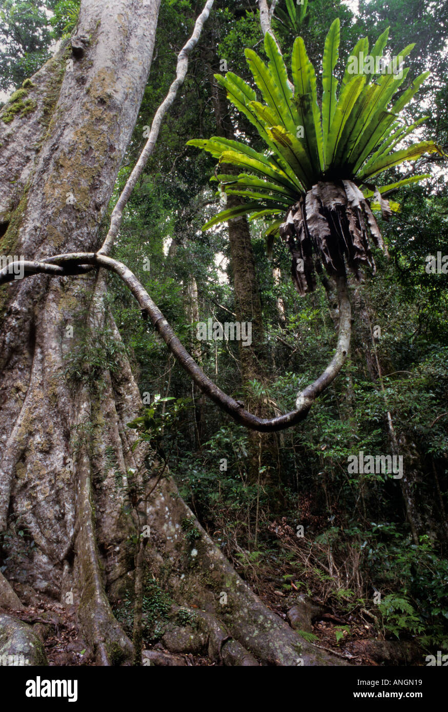 Sub-tropical rainforest, Lamington National Park Queensland Australia Stock Photo