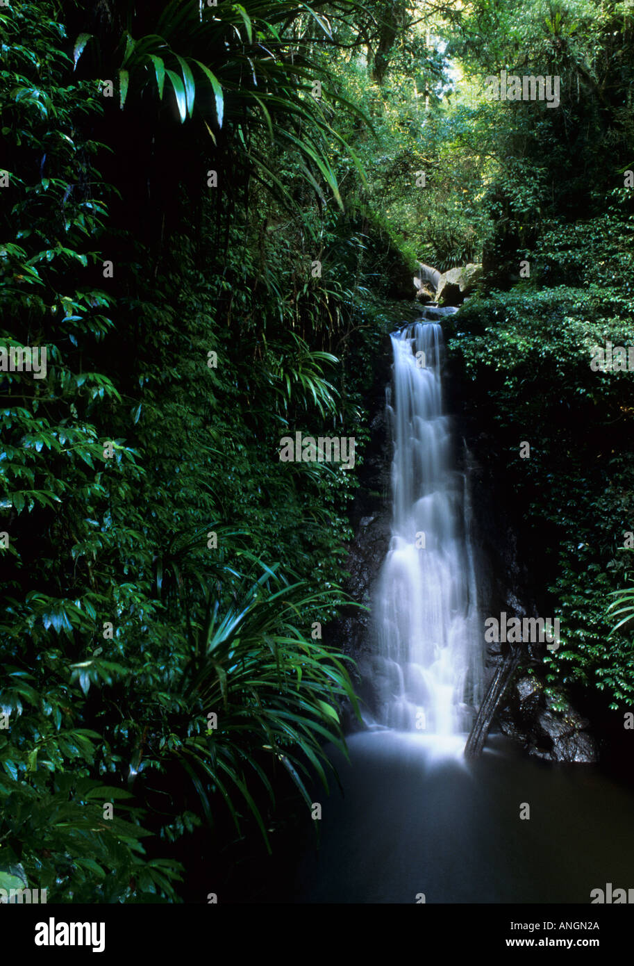 Sub-tropical rainforest, Lamington National Park Queensland Australia Stock Photo