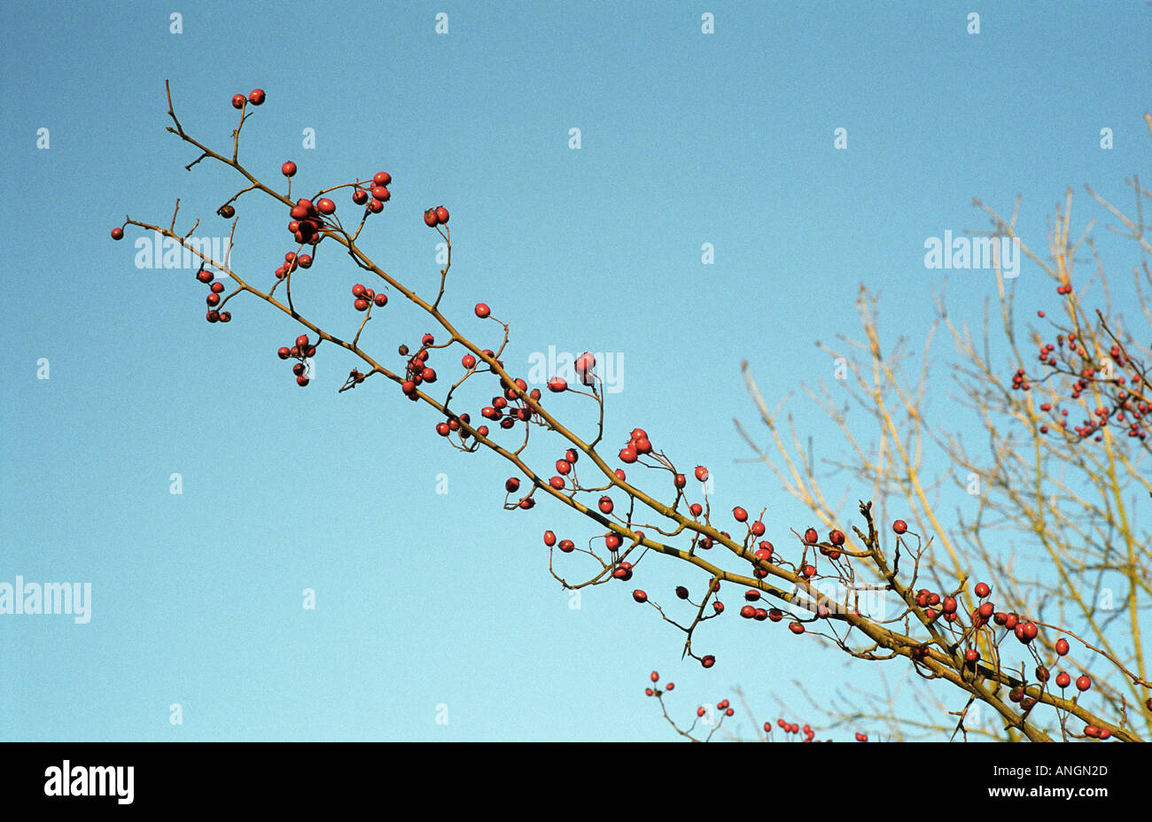 winter berries against clear blue sky Stock Photo
