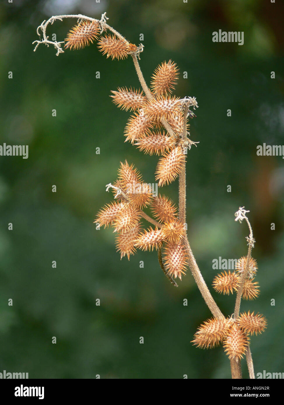 Xanthium Indicum. Family: Asteraceae, Phaltan, Maharashtra, India. Stock Photo