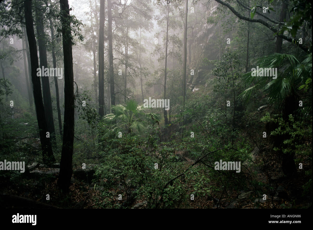Carnarvon National Park Queensland Australia Stock Photo Alamy