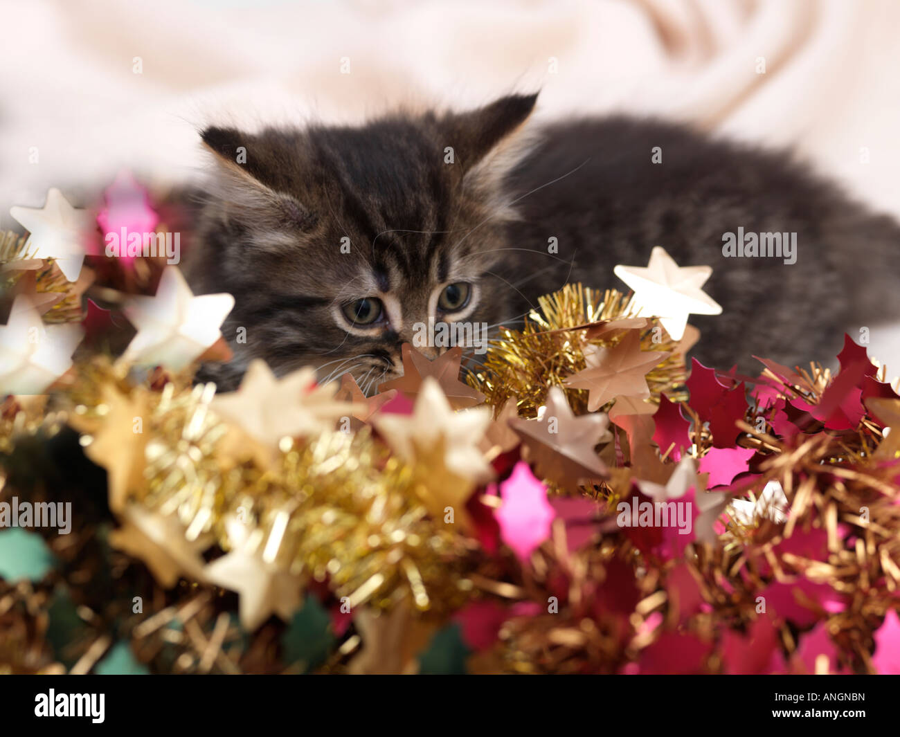 Kitten with Tinsel at Christmas Stock Photo